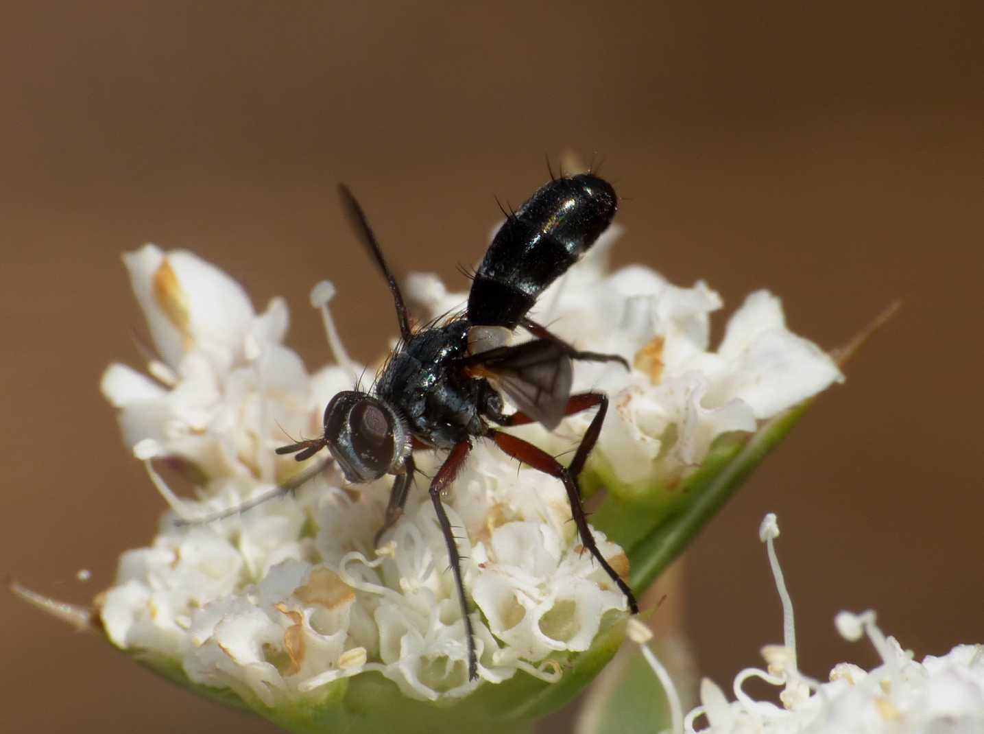 Cylindromyia rufipes